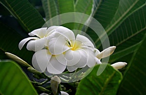 White plumeria