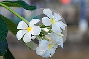 White Plumeria blooming in nature