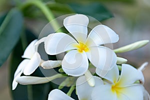 White Plumeria blooming in nature