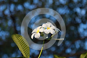 White Plumeria blooming in nature