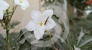 White Plumeria or champa and orthoptera with blur background