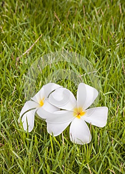 White plumeria flower