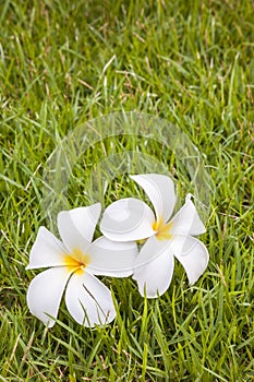 White plumeria flower