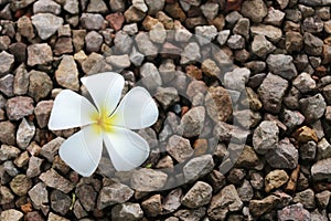 A white plumeria flower