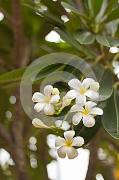 White Plumeria flower beauty in nature