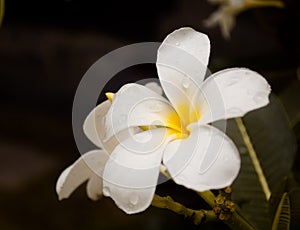 White plumeria flower close-up view