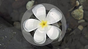 White plumeria flower floating in clear water summer pond. Close up frangipani flower in water of garden pond.