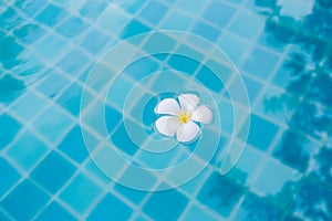 White Plumeria flower floating on the pool.