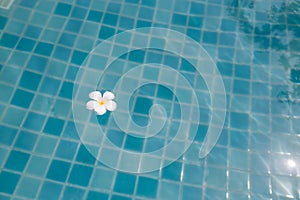 White plumeria flower floating on the pool.