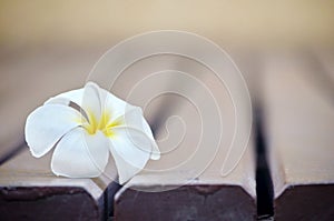 White plumeria flower on lath floor