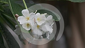 White Plumeria flower in rainy