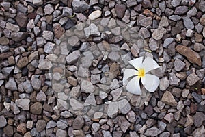 A white plumeria flower on rocks floor