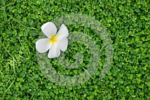 White Plumeria flower on Three-flower beggarweed green leaves