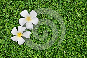 White Plumeria flower on Three-flower beggarweed green leaves texture background.