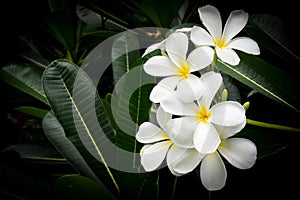 White plumeria flower. Tropical flower. Sweet fragrance.