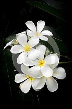 White plumeria flower. Tropical flower. Sweet fragrance.