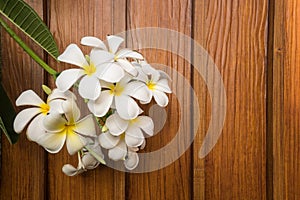 White plumeria flower on Wood background