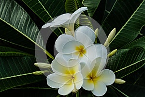 White plumeria flowers