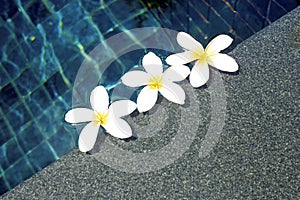 White plumeria flowers