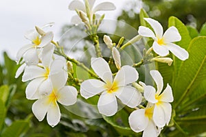 White plumeria flowers