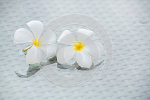 White Plumeria flowers