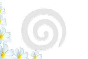 White Plumeria flowers background at corner