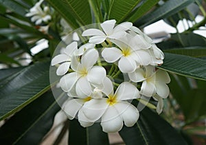 White plumeria flowers are blooming in the garden.