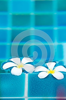 White Plumeria flowers in blue pool