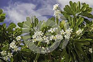 White Plumeria Flowers Frangipani