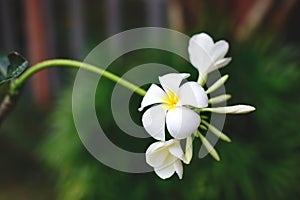 White plumeria flowers at the garden. photo