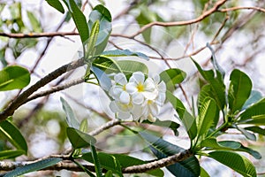 White Plumeria flowers with green leaves on tree
