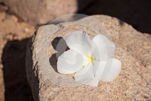 White plumeria flowers On a large pebble stone