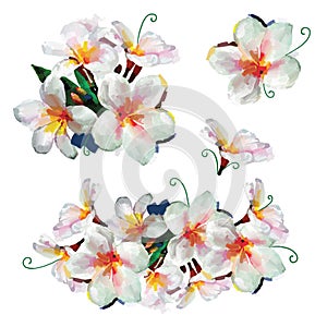 White Plumeria flowers with leaves on white background set