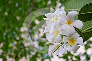 White plumeria flowers in nature