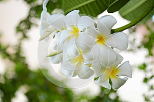 White plumeria flowers in nature