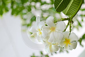 White plumeria flowers in nature