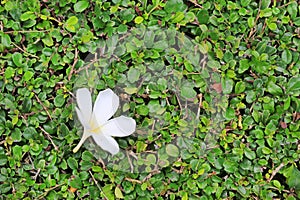 White Plumeria or Frangipani flower place on the decoration wall tree. Spa concept