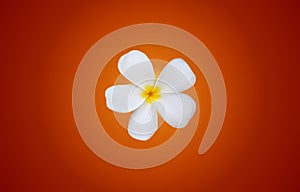 white Plumeria or Frangipani flowers on gradient color backgroun