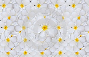 White Plumeria or Frangipani flowers pattern backgroun