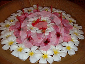 White plumeria or frangipani flowers with red hibiscus flowers floating in a small tub