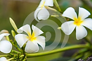 White Plumeria or frangipani. Sweet scent from white Plumeria fl