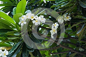 White Plumeria or frangipani. Sweet scent from white Plumeria fl