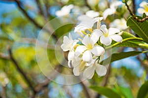 White Plumeria or frangipani. Sweet scent from white Plumeria fl