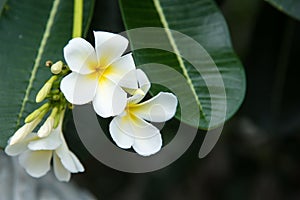 White Plumeria or frangipani. Sweet scent from white Plumeria fl