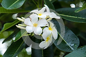 White Plumeria or frangipani. Sweet scent from white Plumeria fl