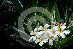 White Plumeria on green leaves