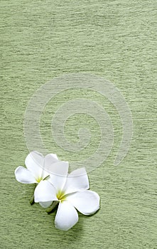 White Plumeria on Green wooden