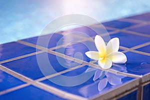 White Plumeria near swimming pool edge.