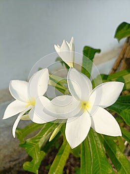 The white plumeria plant in the Indian garden with five petals