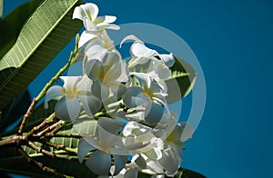 White plumeria rubra blossom flowers. Frangipani flower.